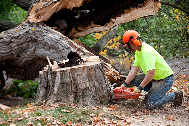 Best Tree Disease Treatment  in Happy Valley, CA